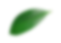 Feuille