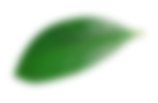 feuille flou