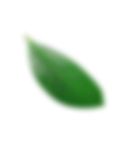 Bottom left decorative leaf