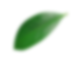 blurry leaf