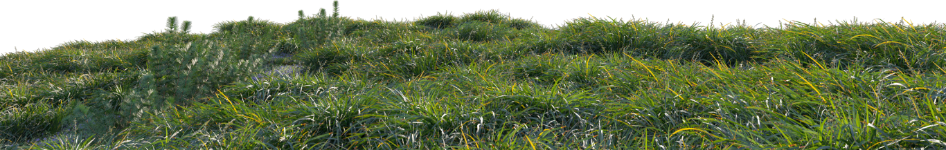 bottom grass