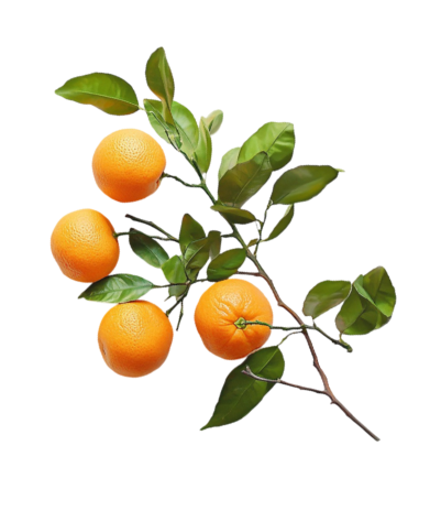 oranges