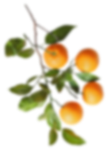 Blurry oranges in the background