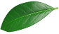 Feuille Middle Bottom