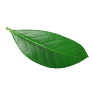 Feuille Middle Top