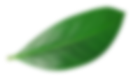 feuille flou