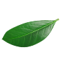 casque_feuille