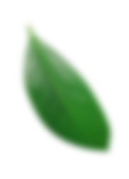 feuille flou