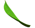 feuille flou