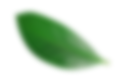 feuille flou