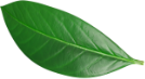 Feuille