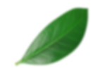 Feuille