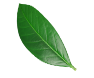 Left leaf in the background