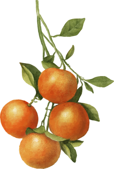 Orange Gauche