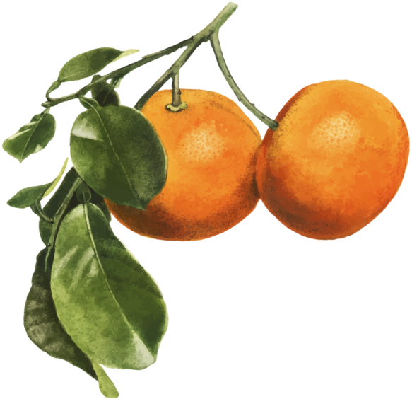 Orange Droite