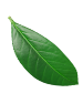 Bottom right decorative leaf