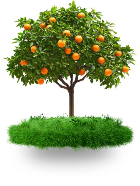 Arbre symbolique de la mission